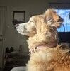 ohthatdogofmine